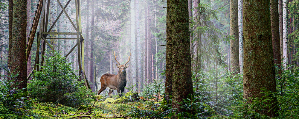 hunting deer in the woods